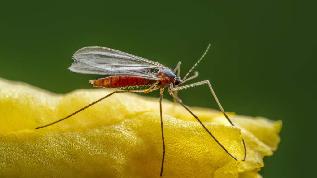 Serangga Kecil Berhasil Tekan Invasi Pohon Asing di Florida